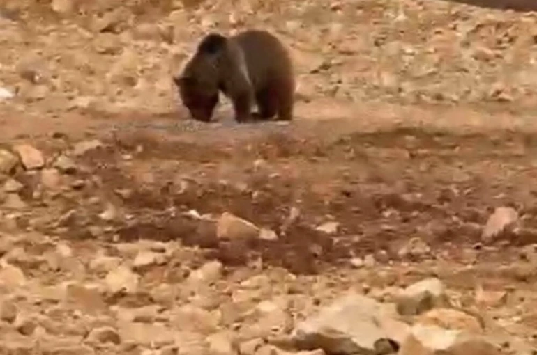 Yol kenarındaki ayıya ’hamsi’ ziyafeti verdiler 