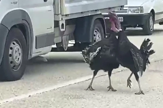 Yol ortasındaki hindi kavgası trafiği durdurdu 