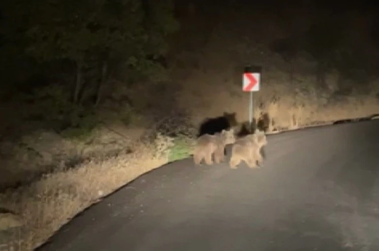 Yola inen iki yavru ayı görüntülendi 