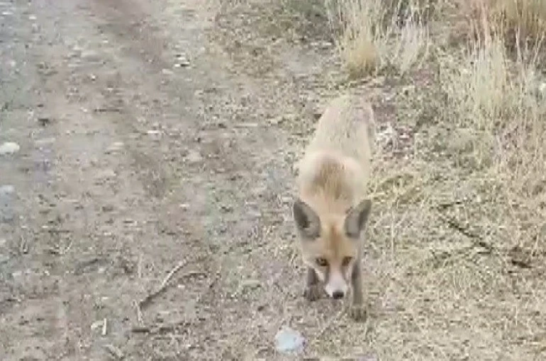 Yolda karşısına çıkan tilkiyi çerezle besledi 