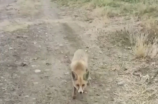 Yolda karşısına çıkan tilkiyi çerezle besledi
