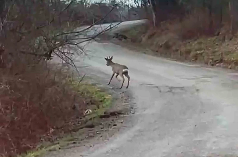 Yolunu şaşıran karaca yerleşim yerinde görüntülendi 