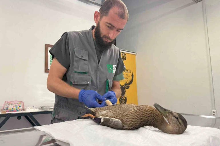 Yorgun ördeğe şefkat eli 