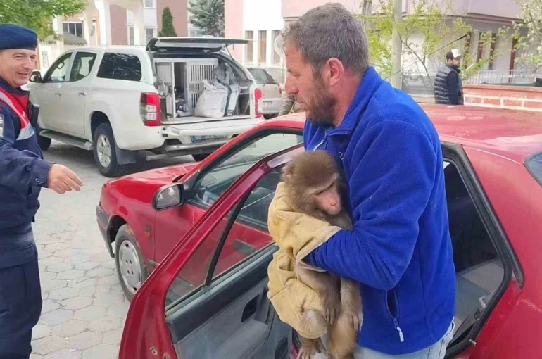 Yozgat’ta Hint Şebeği olarak bilinen maymun jandarma tarafından yakalandı 