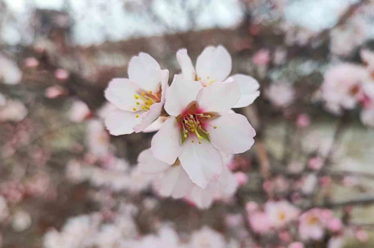 Yozgat’ta mart ayında bahar tablosu