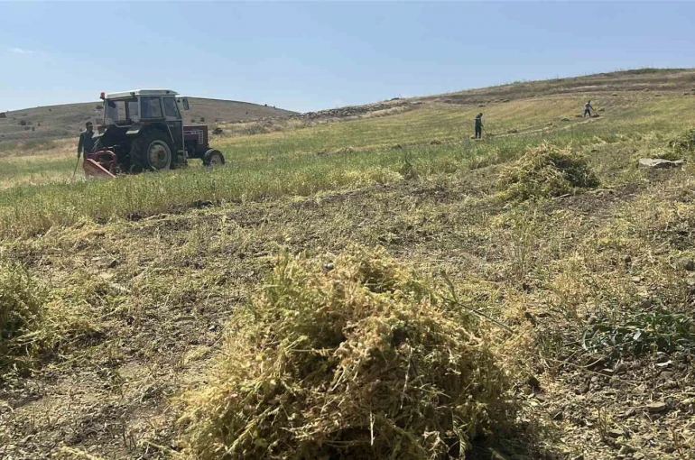 Yozgat’ta mercimek hasadı başladı, çiftçinin yüzü güldü, verim beklentisi yükseldi