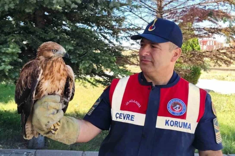 Yozgat’ta yaralı bulunan şahin koruma altına alındı