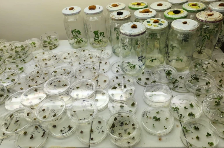 Yüksek antioksidan kapasiteye sahip yeni domates geliştirilecek