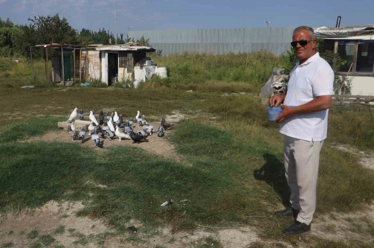 Yüksek sıcaklıklar taklacı güvercinleri de vurdu