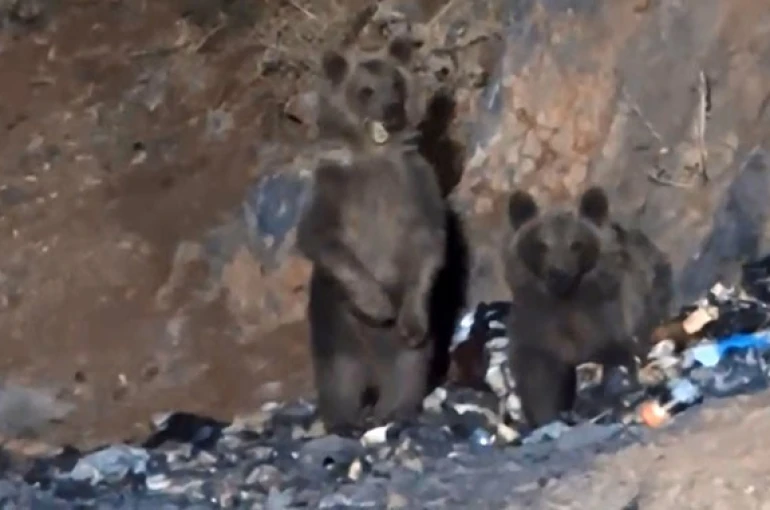 Yüksekova’da aç ayılar şantiye çöplüğüne indi 