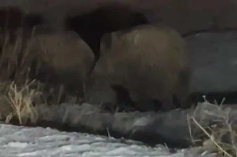 Yüksekova’da domuz sürüsü görüntülendi 