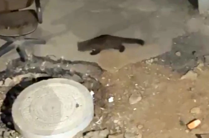 Yüksekova’da gece yarısı kameralara yakalandı: Görenler gözlerine inanamadı