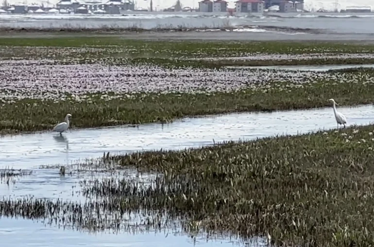 Yüksekova’da küçük akbalıkçıllar görüntülendi 