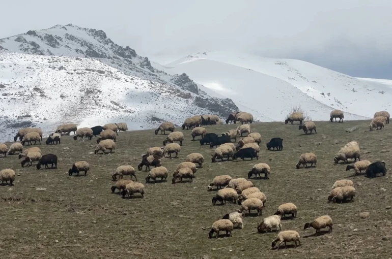 Yüksekova’da küçükbaş hayvanlar meraya çıktı 