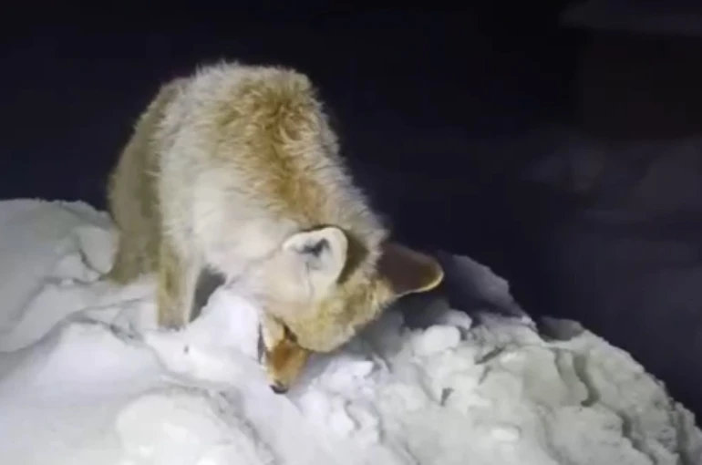 Yüksekova’da Sibirya soğukları: Tilki ayakta dondu