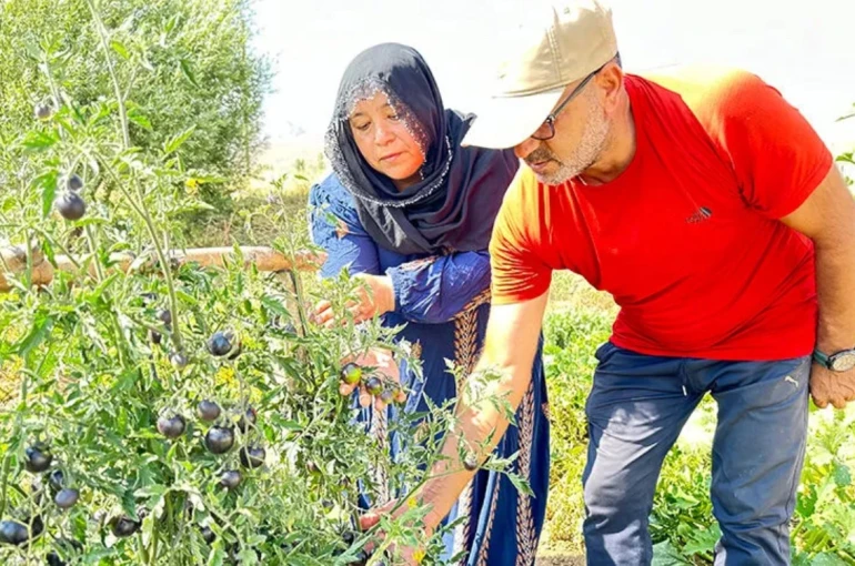 Yüksekova’da siyah domates 2 senedir aynı çiftçi tarafından yetiştiriliyor 