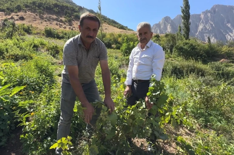 Yüksekova’da yerli üzümün merkezi: Yeşiltaş köyü 