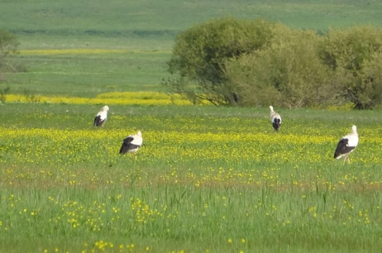 Yüksekova’nın biyoçeşitliliği kayıt altına alınacak 