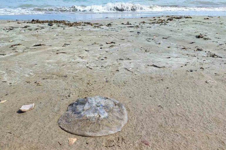 Yumurtalık sahilini denizanaları sardı 