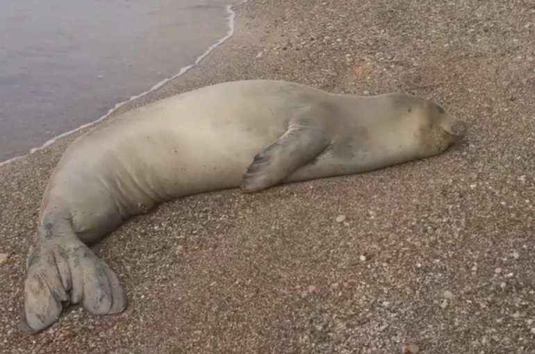 Yunanistan’dan kaçıp Antalya’da sahilde hareketsiz bulunan Akdeniz Foku denize salındı