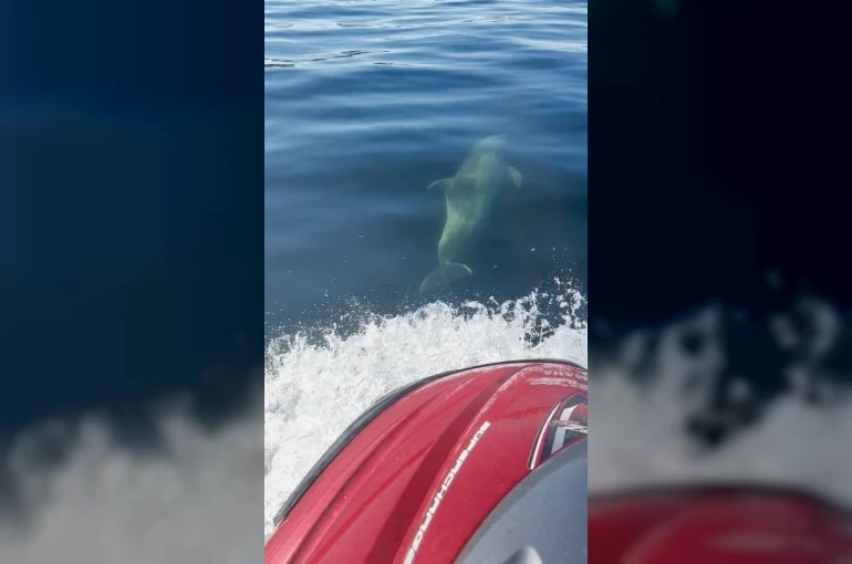 Yunuslar jet ski’nin peşine takıldı: Marmara’da renkli anlar 