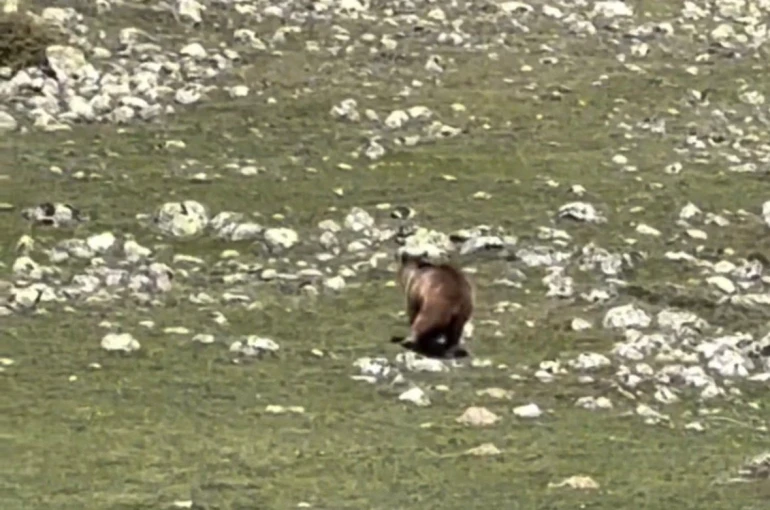 Yürümekte güçlük çeken bozayı ormana böyle ulaşmaya çalıştı 