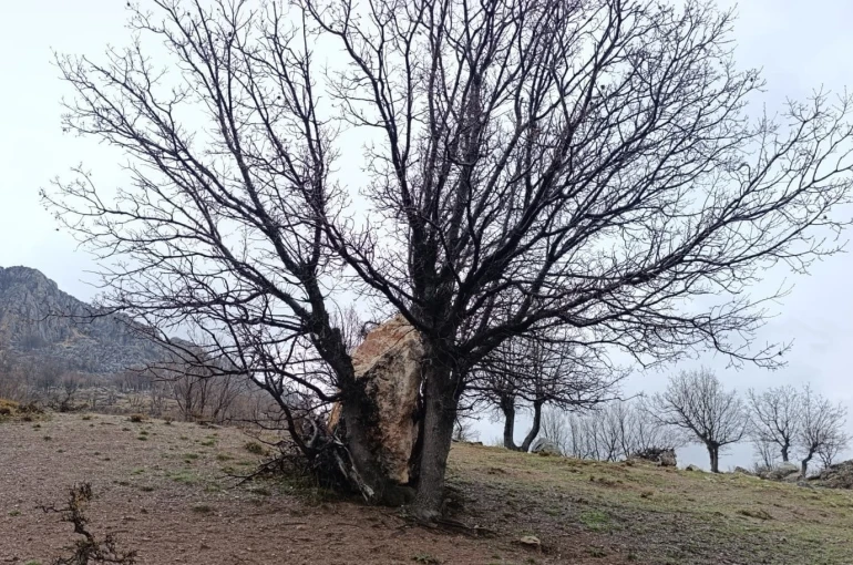Yuvarlanan kaya parçasını ağaç tuttu 