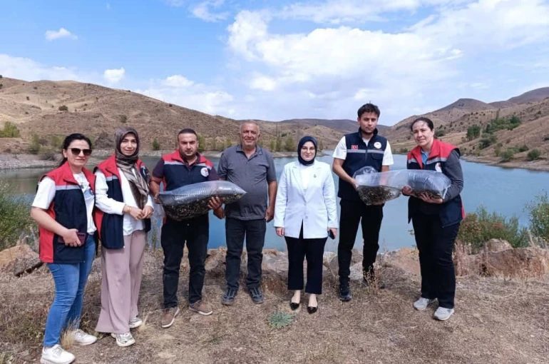 Yüzbinlerce balık suyla buluştu 