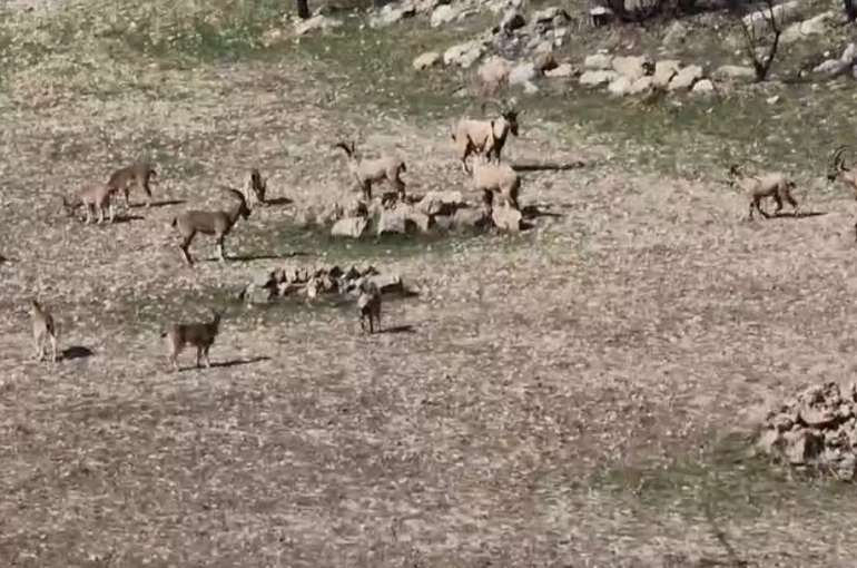 Zarar vermenin cezası 940 bin lira: Diyarbakır’da sürü halinde görüntülendi 