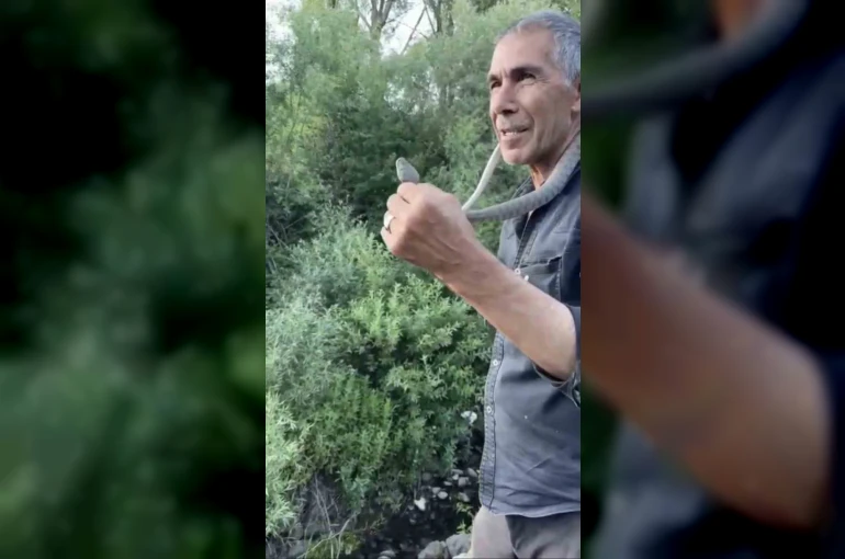 Zehirli engerek yılanını yakalayıp boynuna doladı: "Benim yaptığımı yapmayın" 