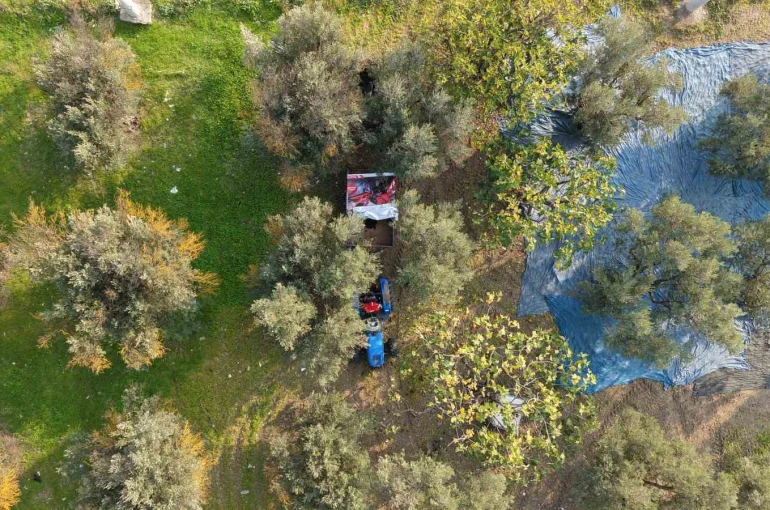 Zeytin hasadı başladı, Marmarabirlik’ten 70 bin tonluk alım ve 50 milyon dolarlık ihracat hedefi 