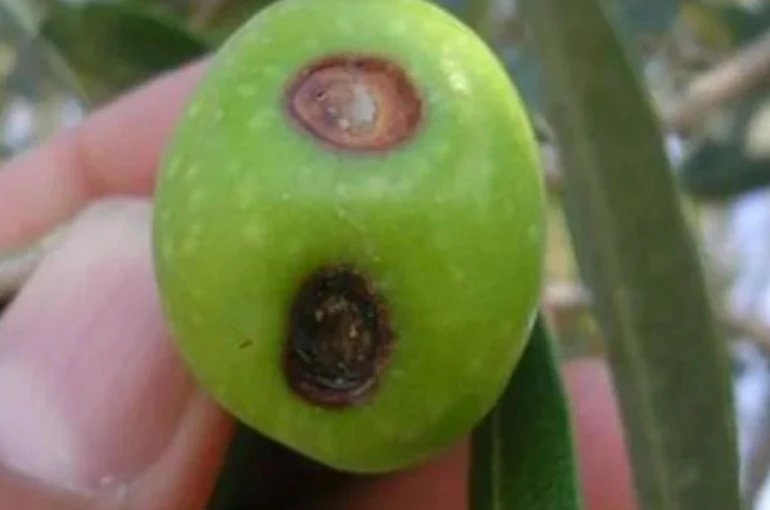 Zeytin üreticilerine meyve dökülmesi uyarısı 