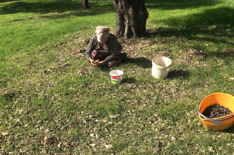 Zeytinin en doğal hali: Karaburun Furma Zeytini hasadı başladı 