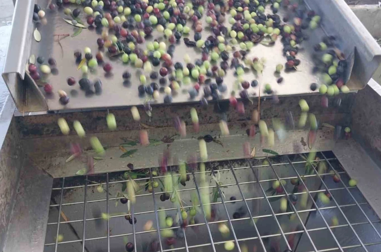 Zeytinin zahmetli yağ yolculuğu başladı