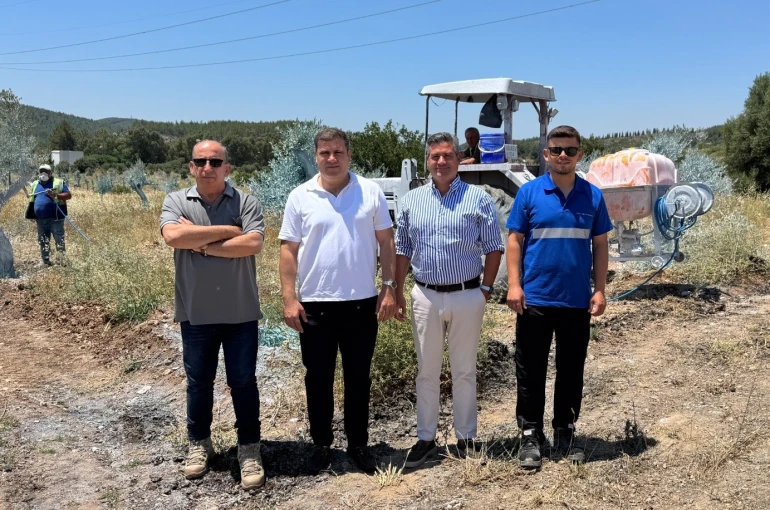 Zeytinler büyüyor, Milas kazanıyor 