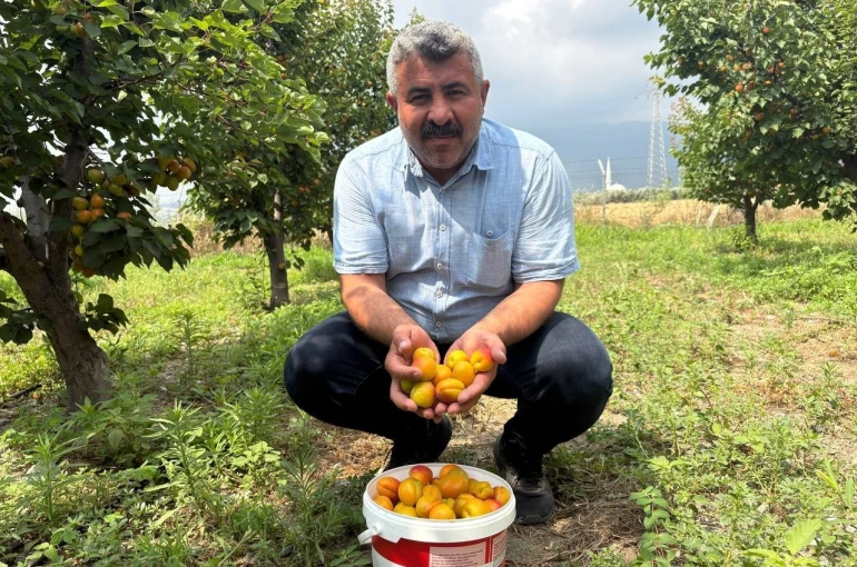 Ziraat mühendisinin tavsiyesiyle diktiği kayısıdan 6 yıldır ürün alıyor