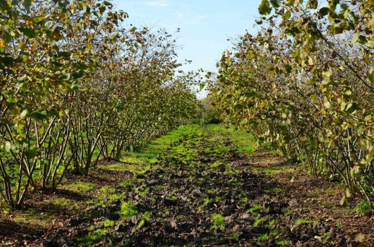 Zirai don, Samsun’u fındık üretiminde zirveye taşıdı 