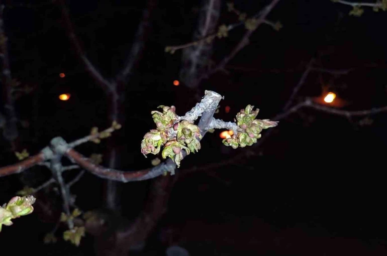 Zirai don zararına uğrayan çiftçilere destekleme ödemesi yapılacak 