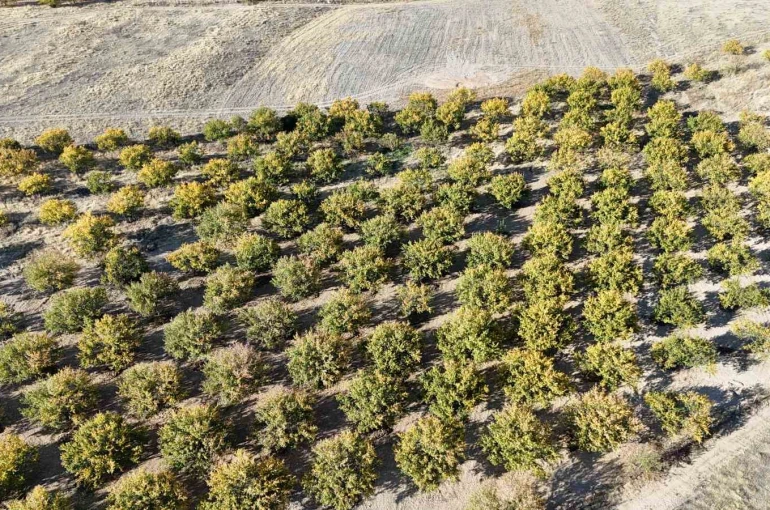 Zirai dondan etkilenen kayısı ağaçları gelecek yıl için umut veriyor 