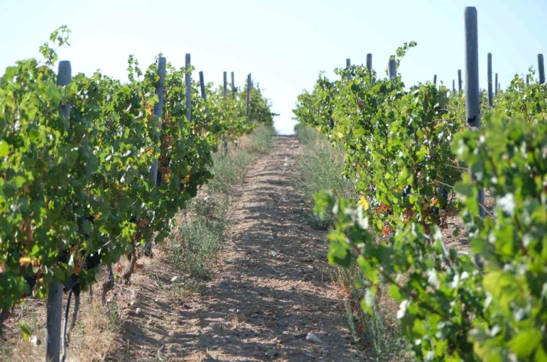 Zirai dondan etkilenen üreticilere destek 