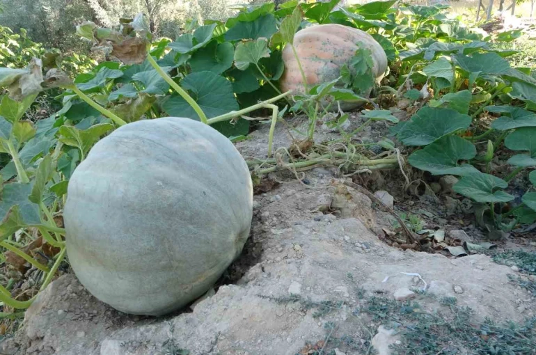 Zirai donun vurduğu Malatya’da bal kabağında yüksek verim