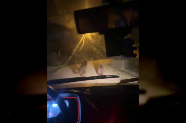 Zonguldak’ta aç kalan ayılar köye indi 