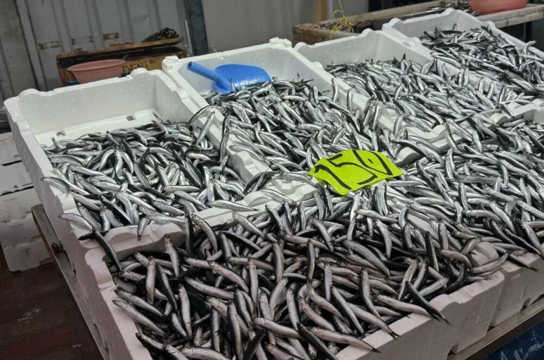 Zonguldak’ta hava şartları hamsi fiyatını yükseltti