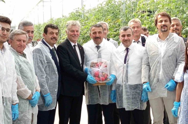 Zonguldak’ta Sera OSB’de ilk domates hasatı gerçekleştirildi 