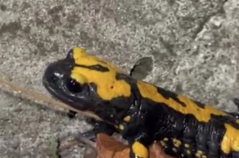 Zorkun Yayla’sının renkli misafiri Türk semenderi 