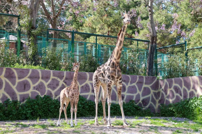 Zürafanın yavrusu yetim doğdu 