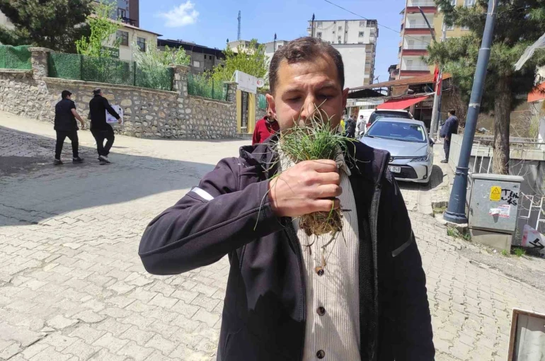 Zuzubak otu, köylüler için önemli bir gelir kapısı 