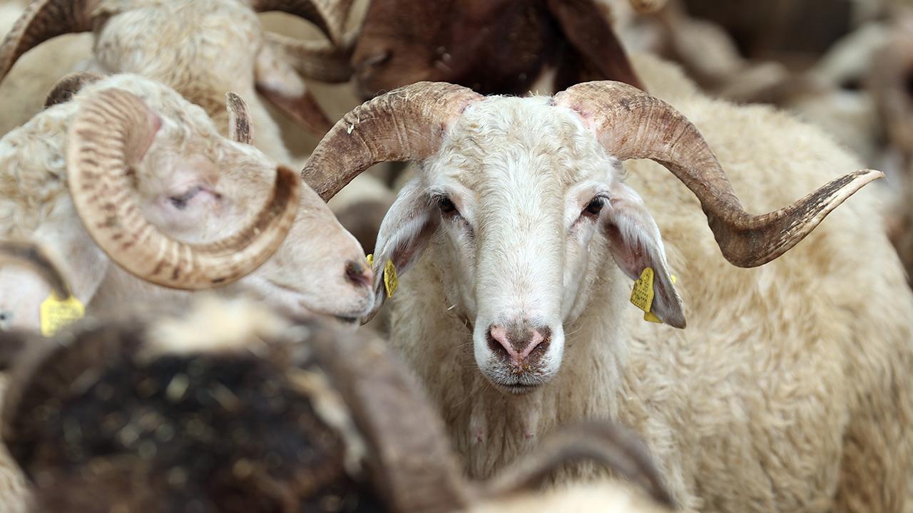 Haber 1
