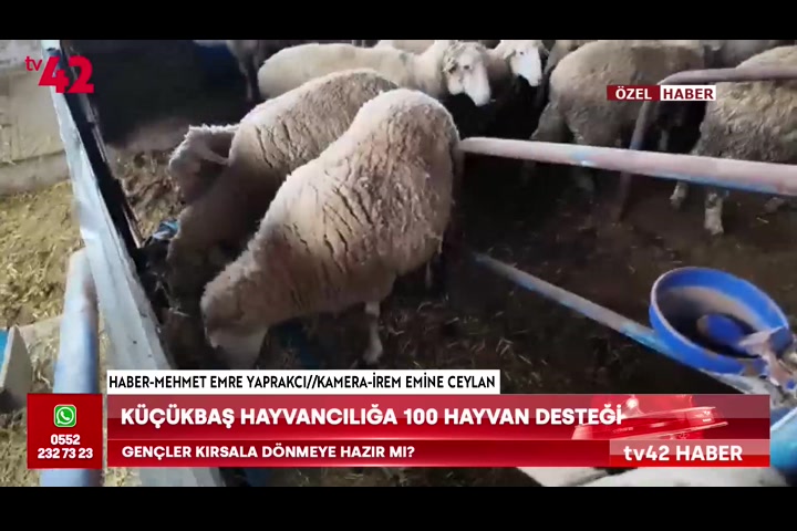 Küçükbaş hayvancılığa 100 hayvan desteği